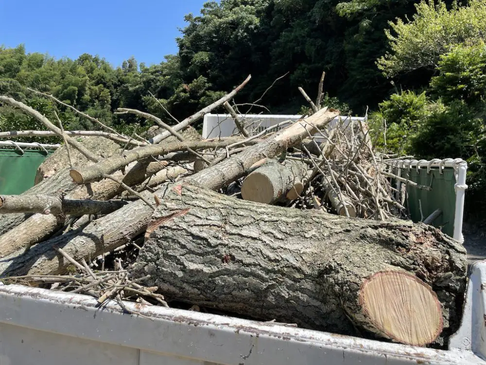 糸島市で大木切り