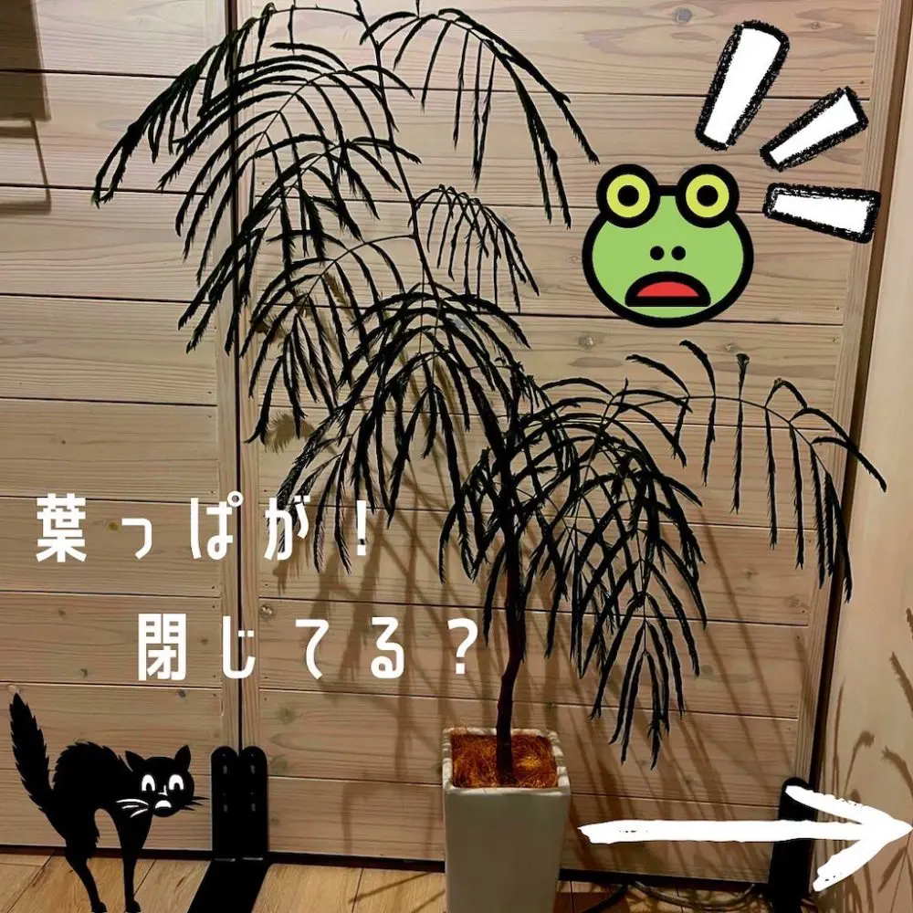 ショールームのネムの木ねるの?