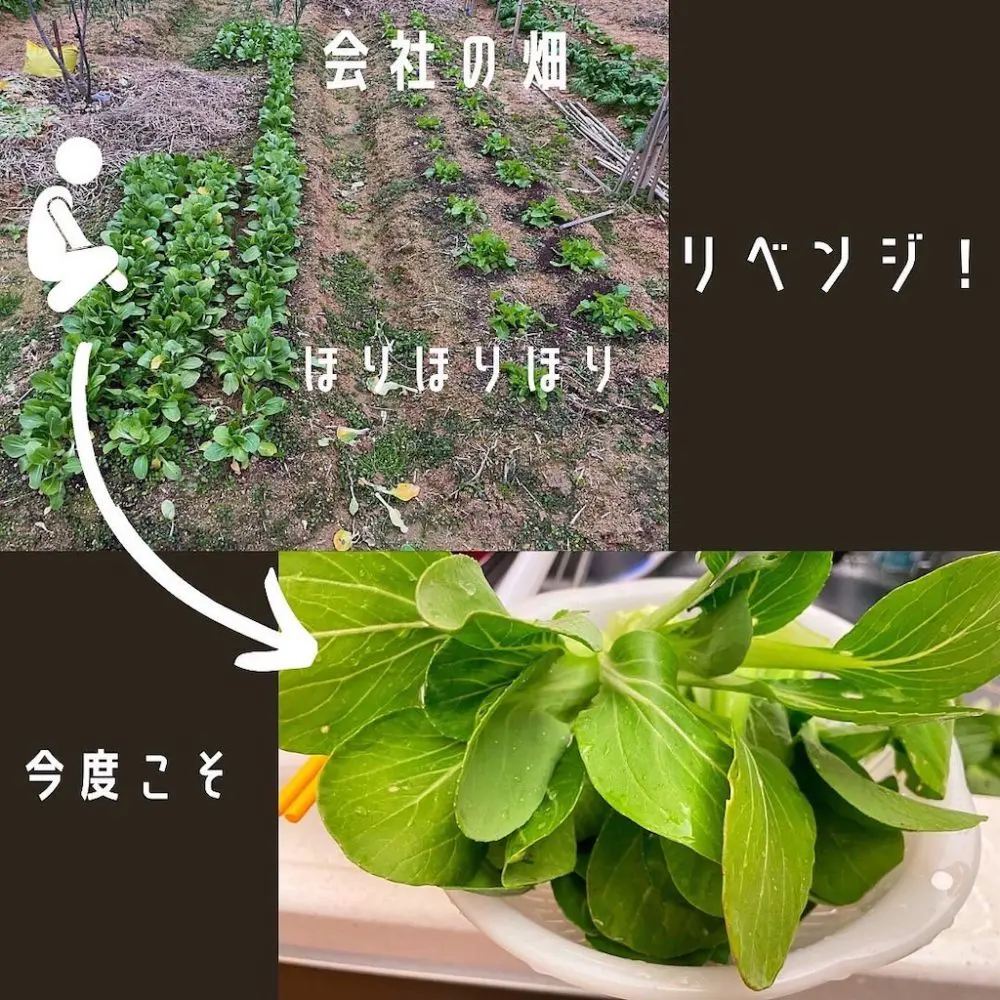 青梗菜