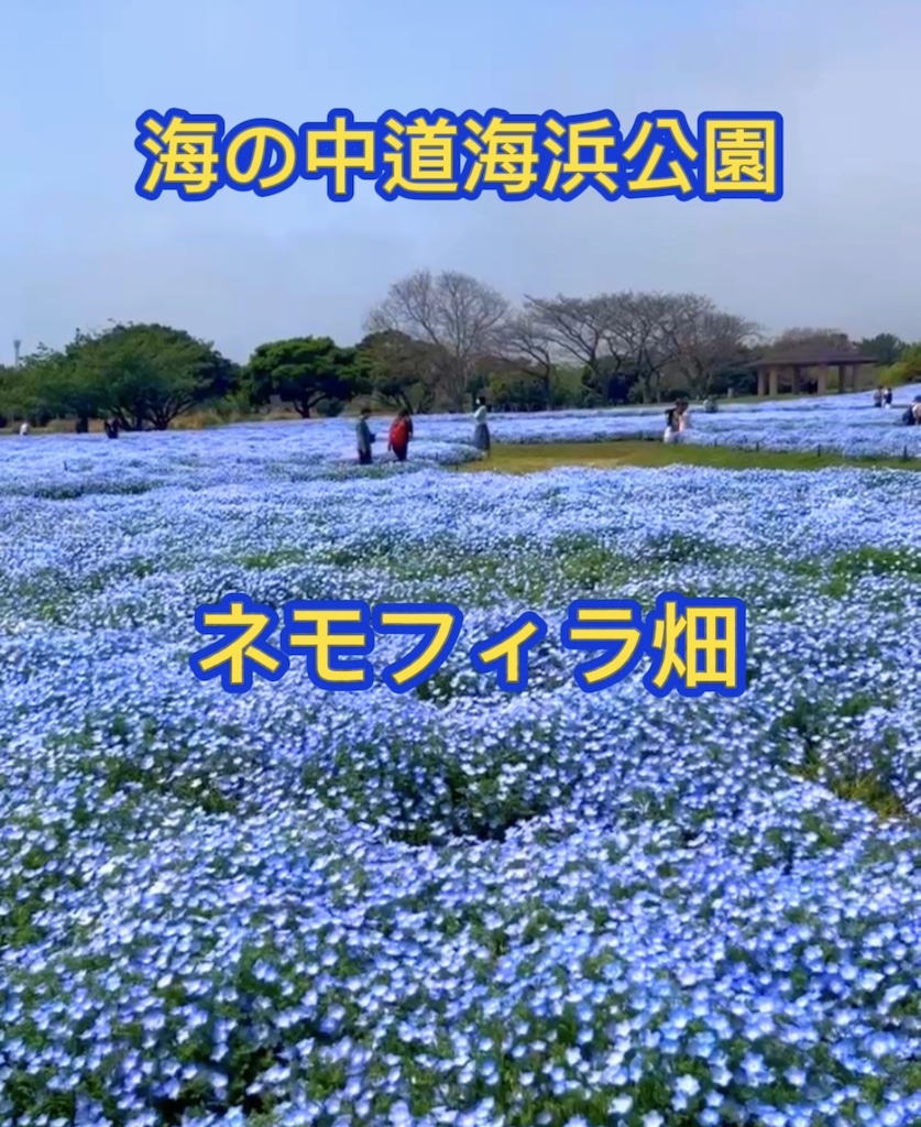 海の中道海浜公園