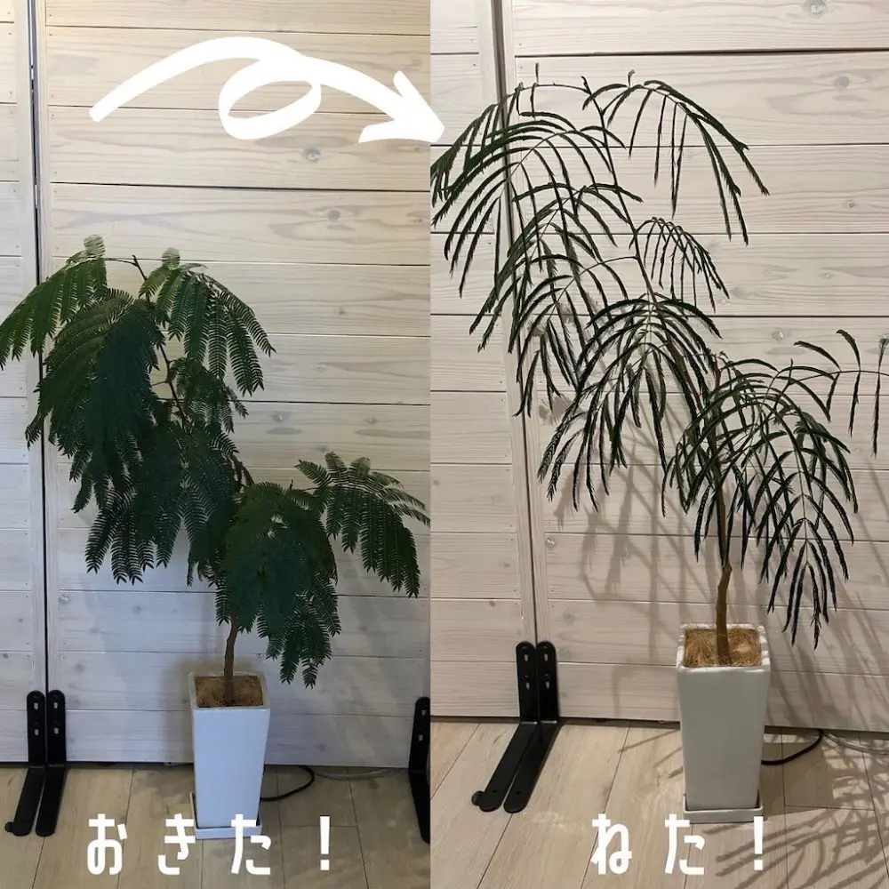 ショールームのネムの木ねるの?