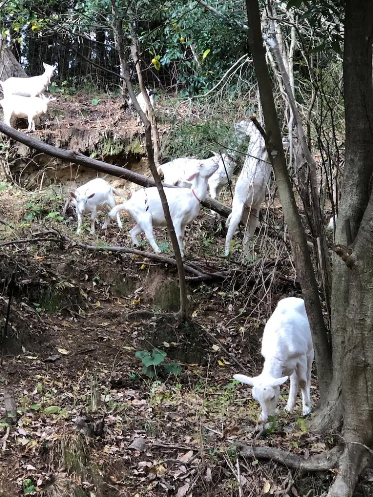 山の方には、かわいいヤギさんたちがいて、癒してくれます♪