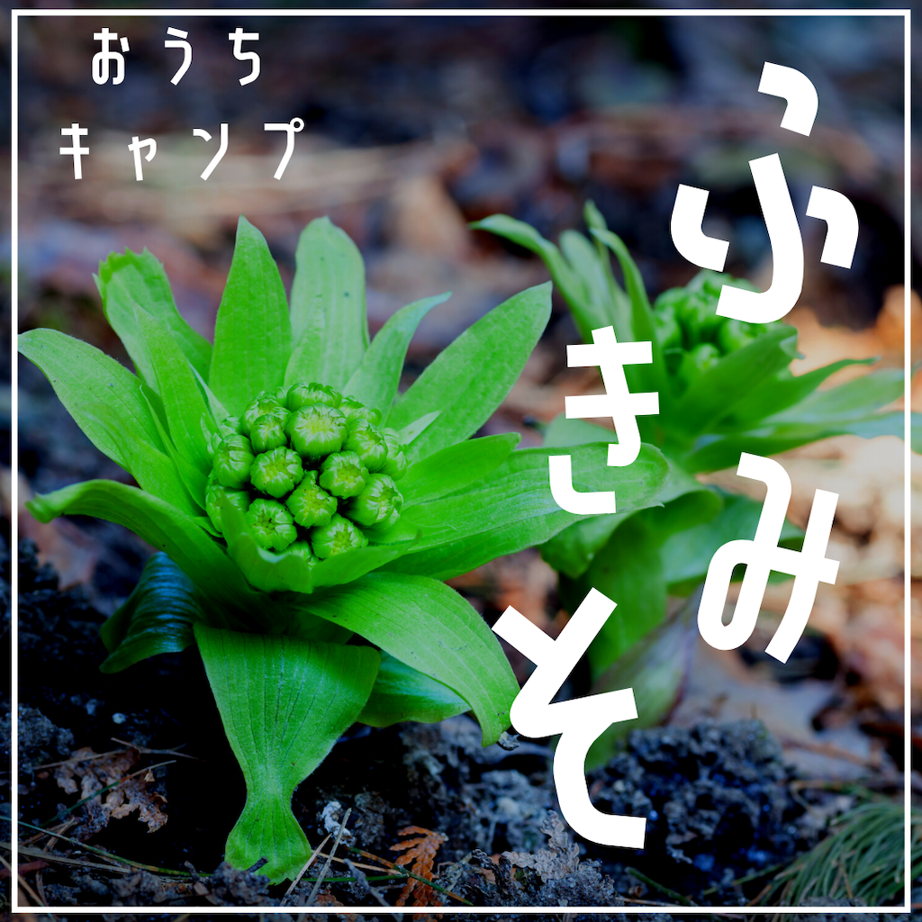家キャン♪ふきみそ