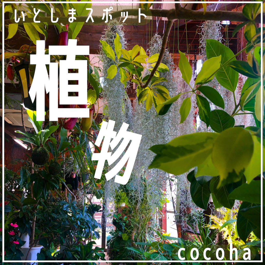 糸島スポットcocoha
