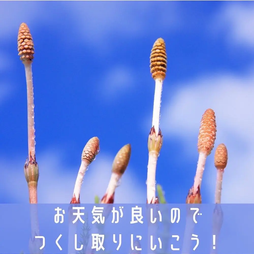 家キャン♪つくし✨