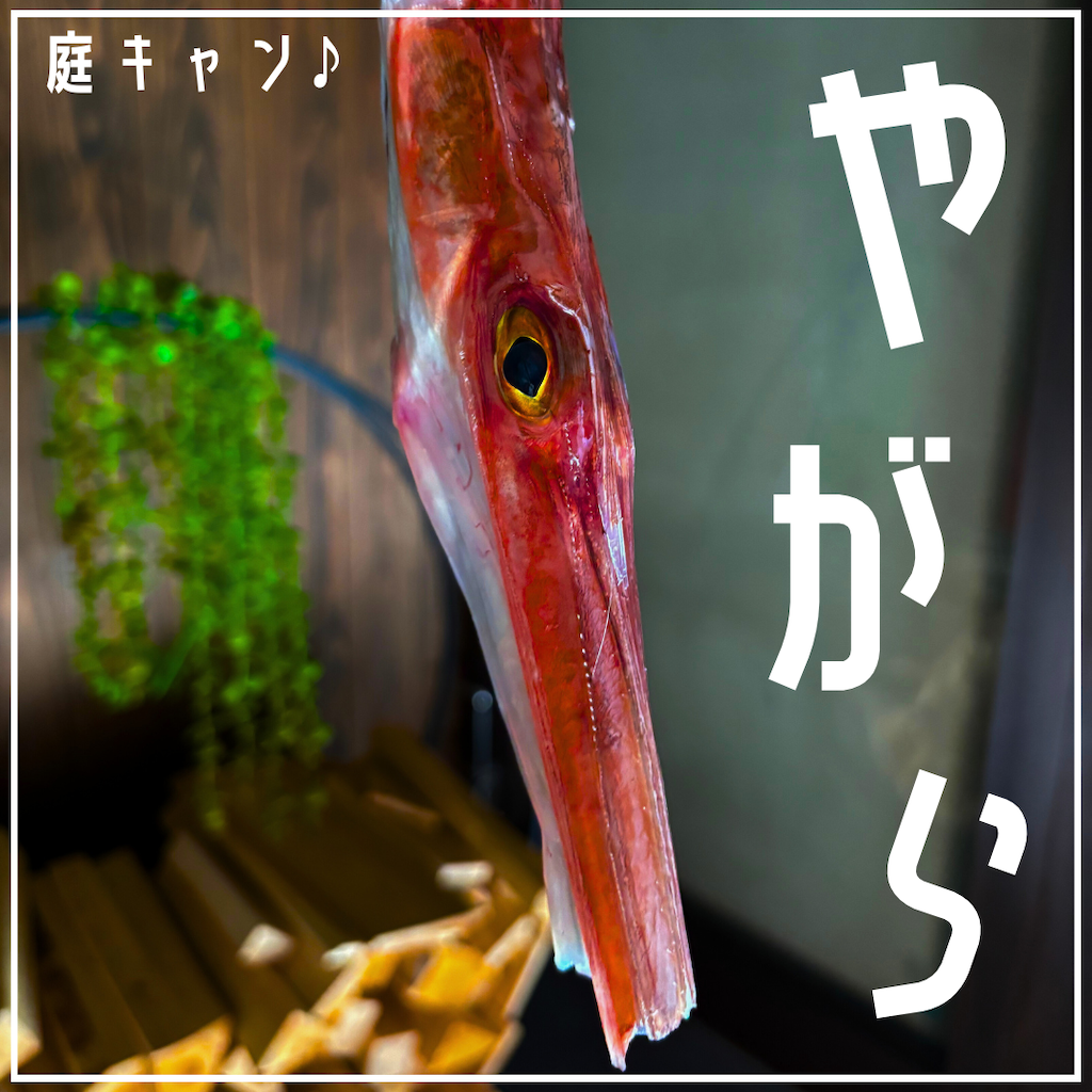 庭キャン♪ヤガラ