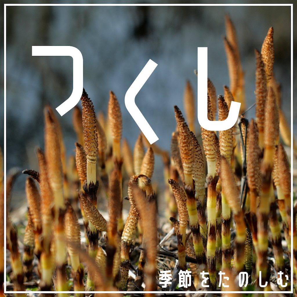家キャン♪つくし