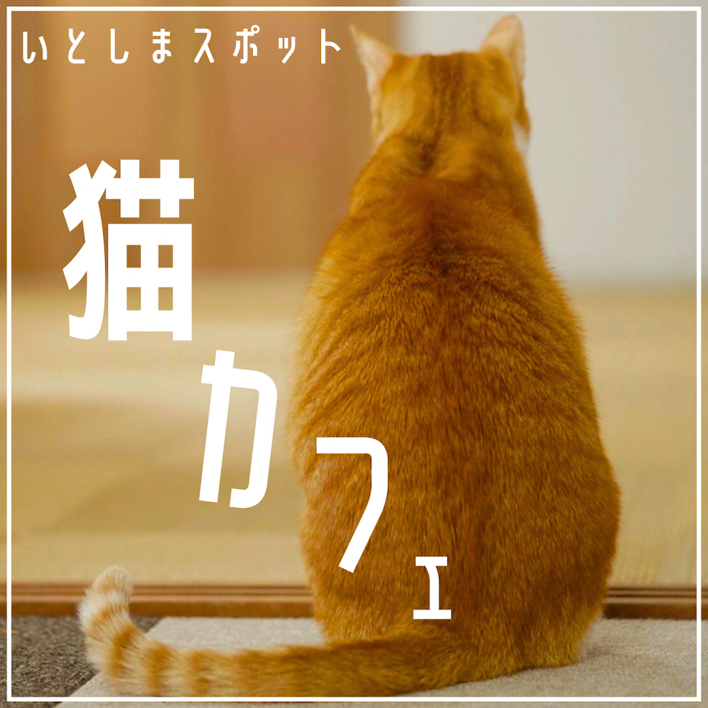 糸島スポット保護猫カフェ