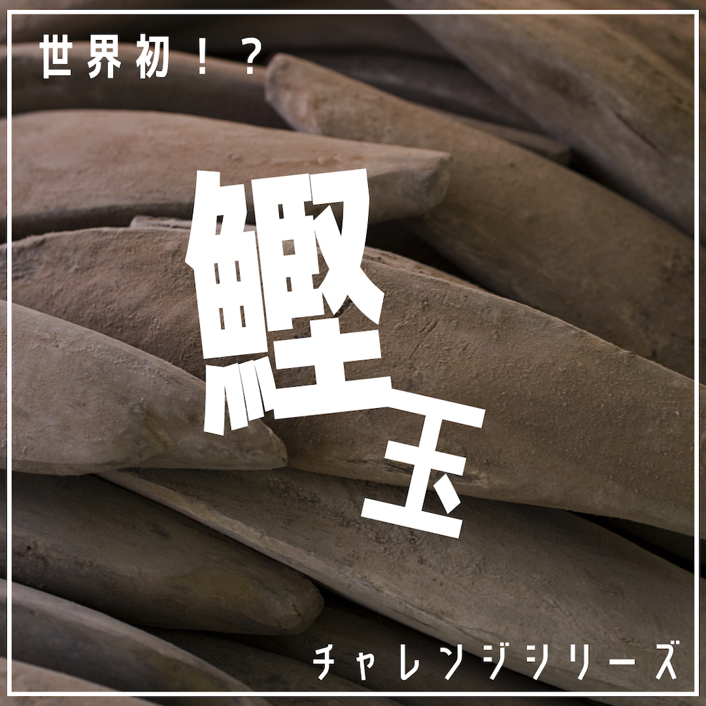 チャレンジシリーズ世界初?鰹玉