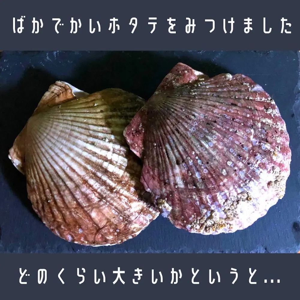家キャン♪ほたて
