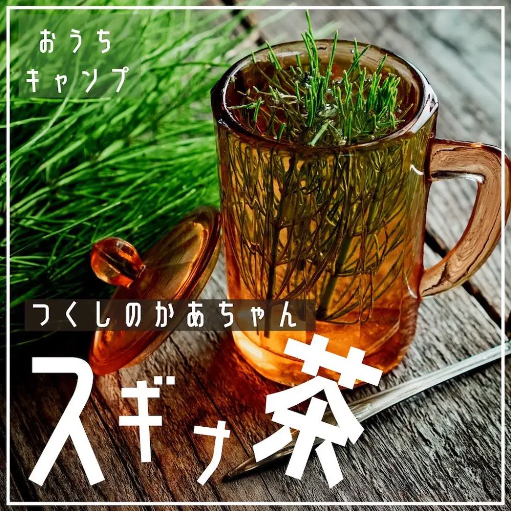 家キャン♪スギナ茶