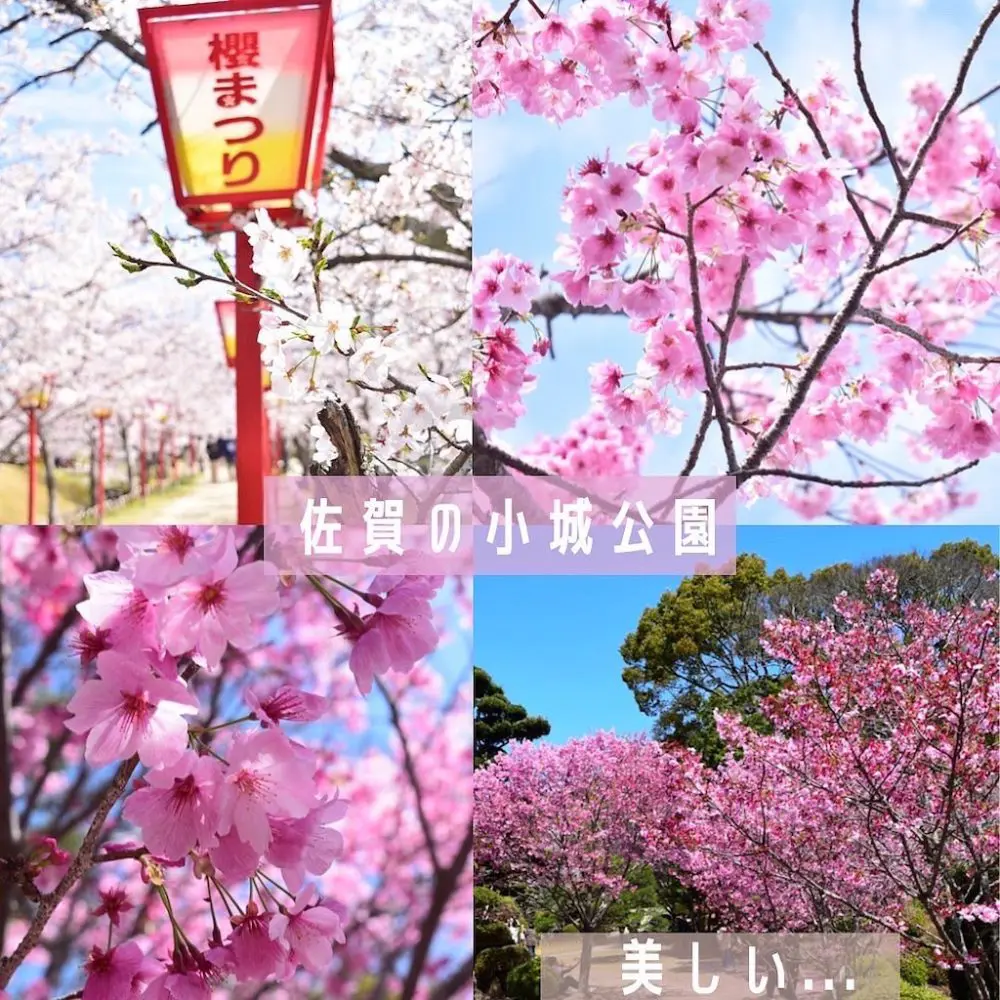 家キャン♪さくら茶