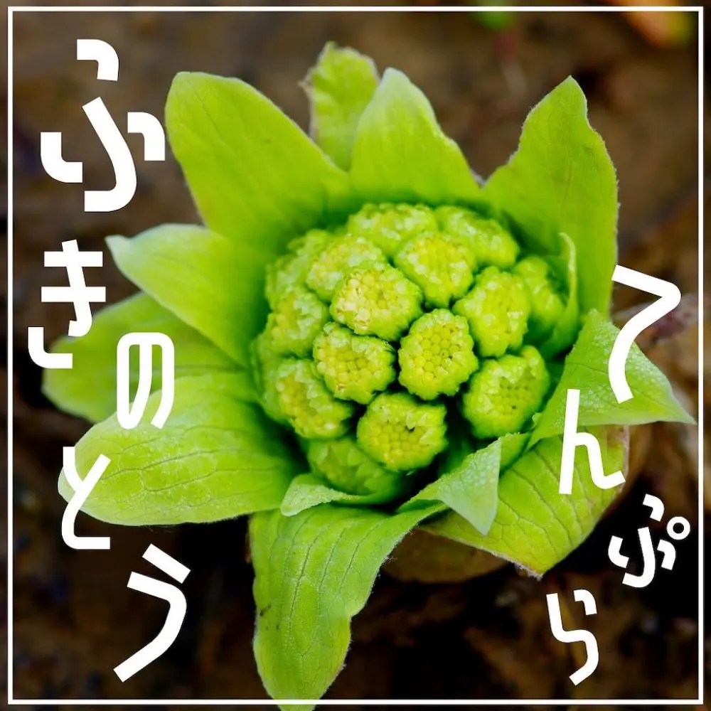 家キャン♪ふきのとうの天ぷら