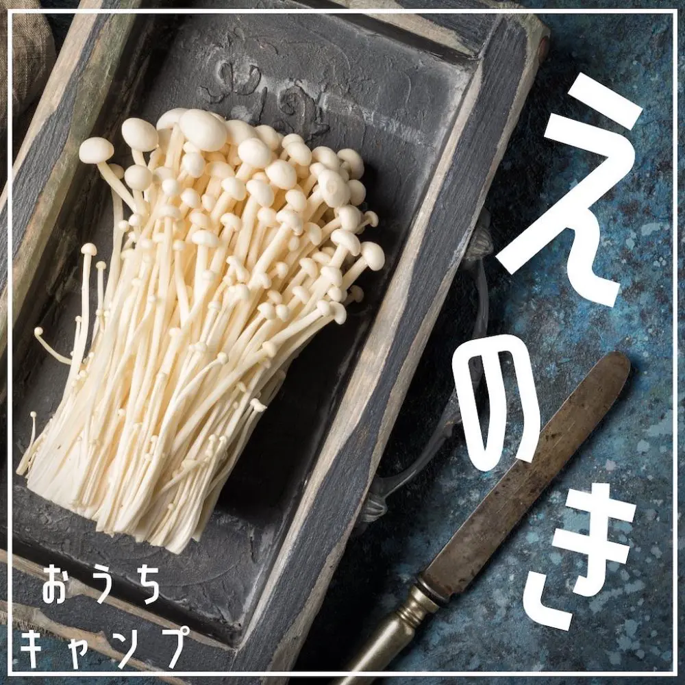 家キャン♪えのき
