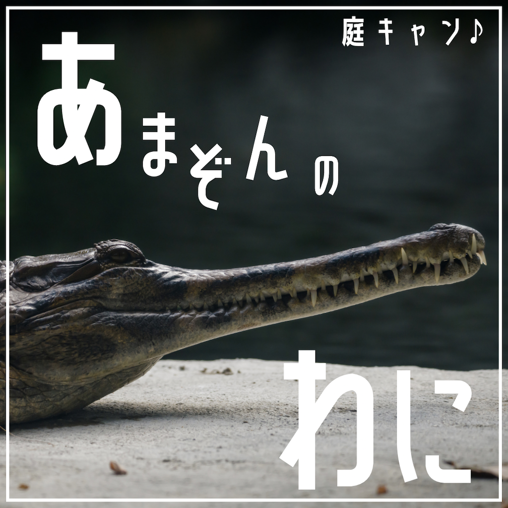 アマゾンのワニ