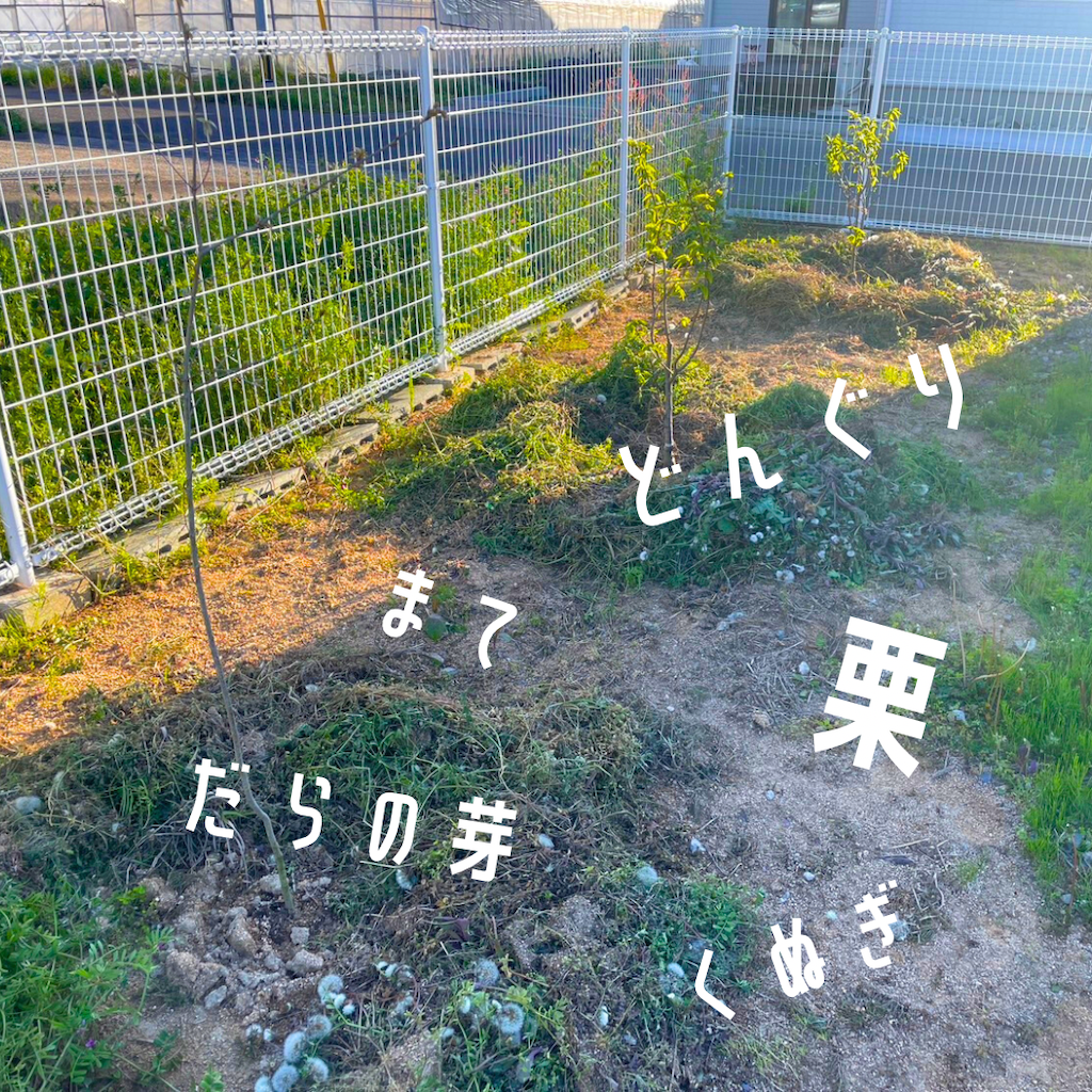栗の木