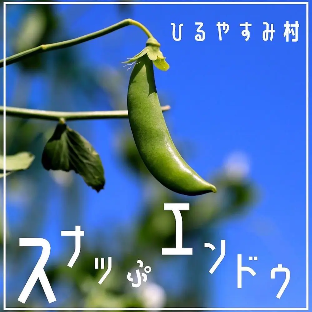 ひるやすみ村♪スナップエンドウ