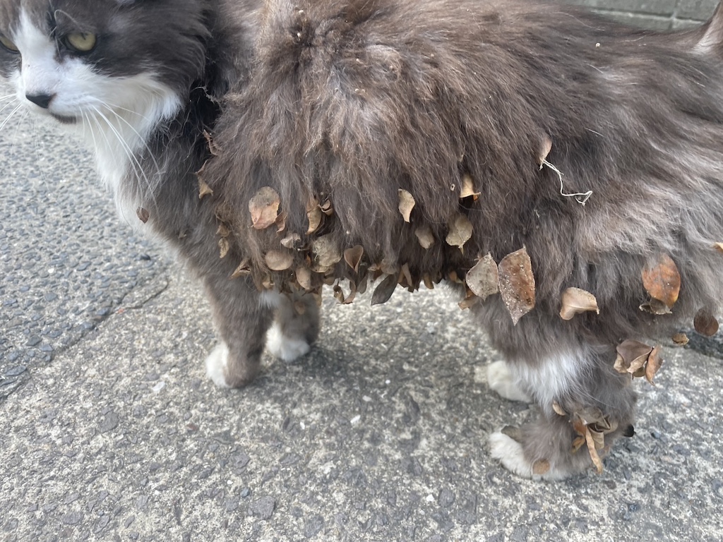社長の猫シリーズなんでこんなことに〜