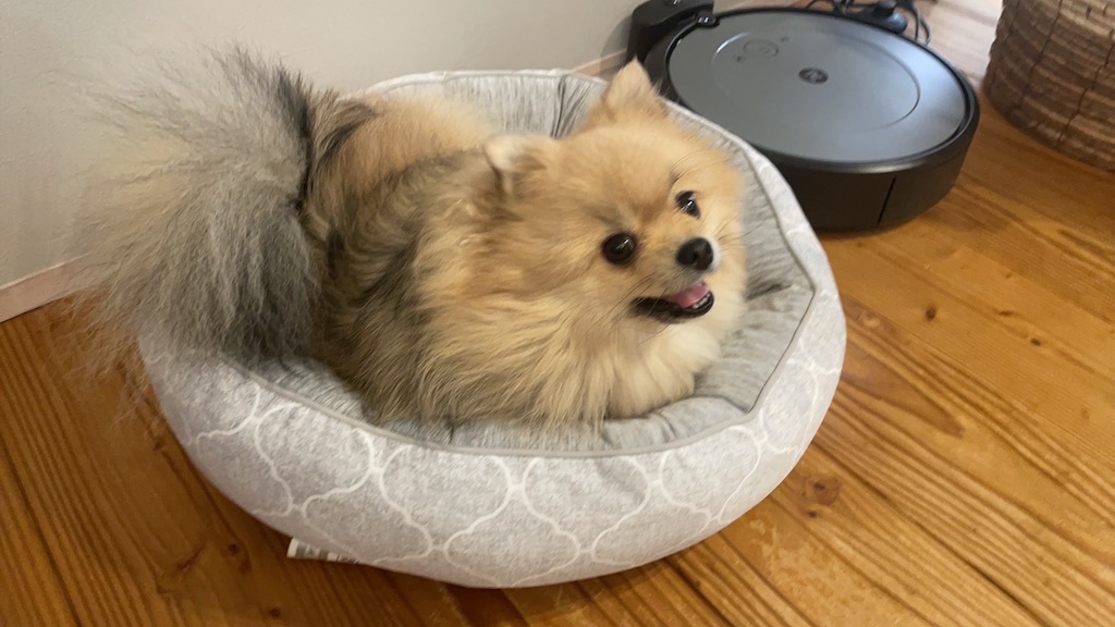 愛犬のいる暮らし