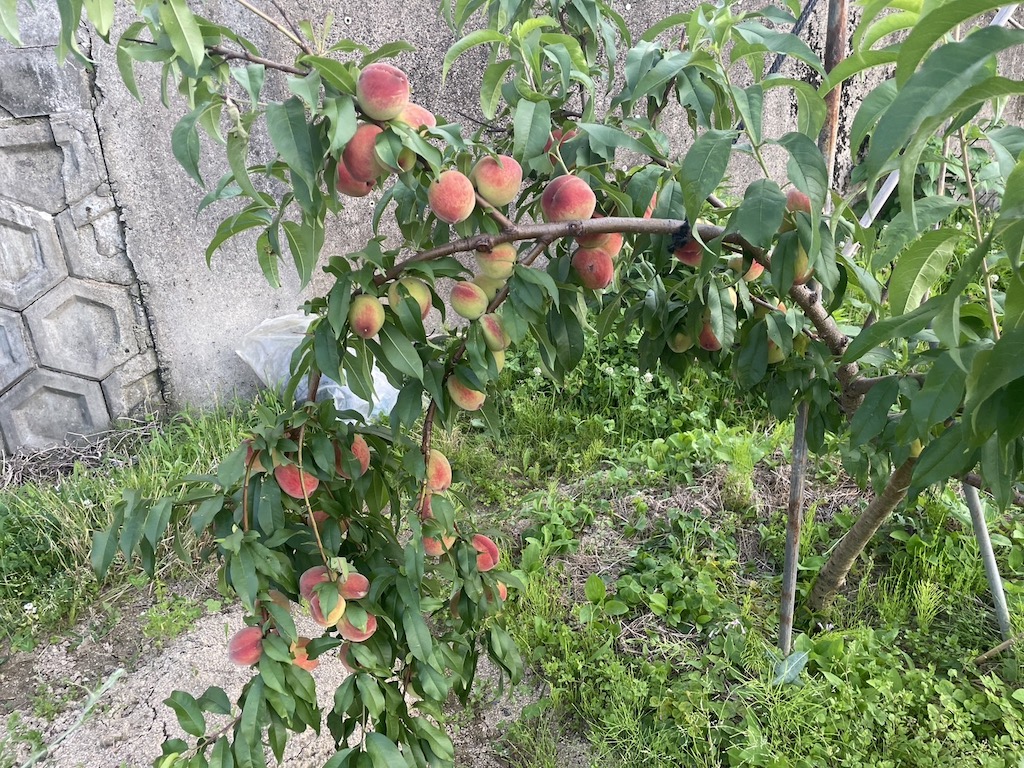 ひるやすみ村桃