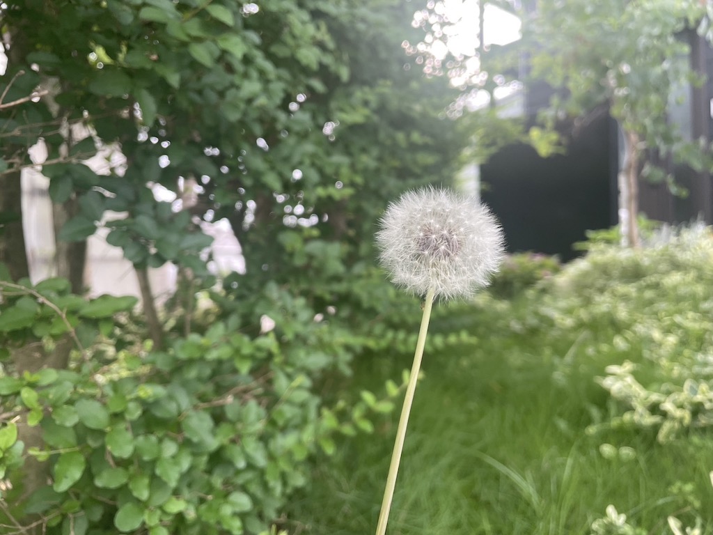 お庭のある暮らしたんぽぽ