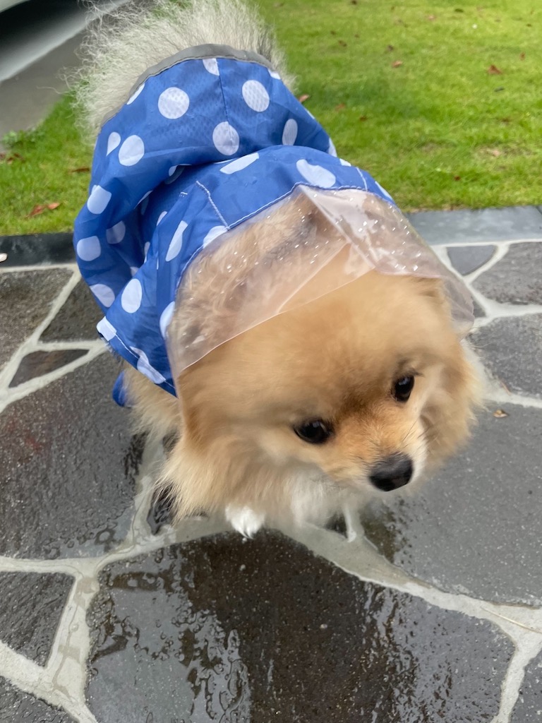 社長の愛犬台風対策