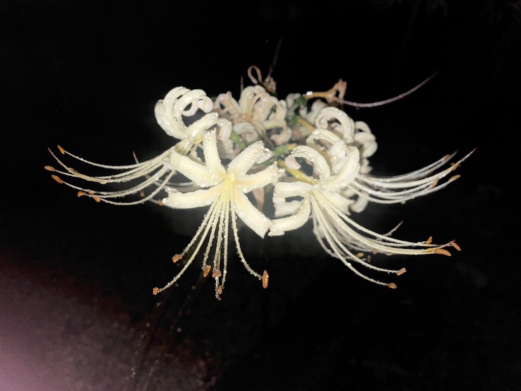 ひるやすみ村謎の花