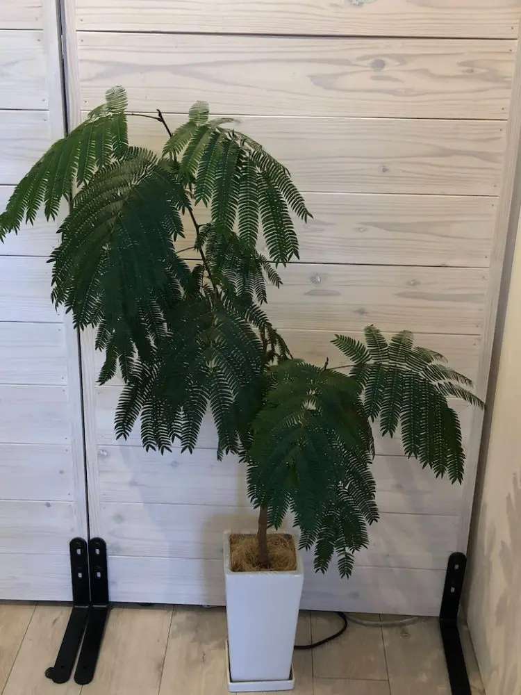 ショールームのネムの木ねるの?