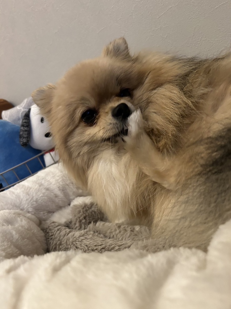 社長の愛犬愛猫シリーズ