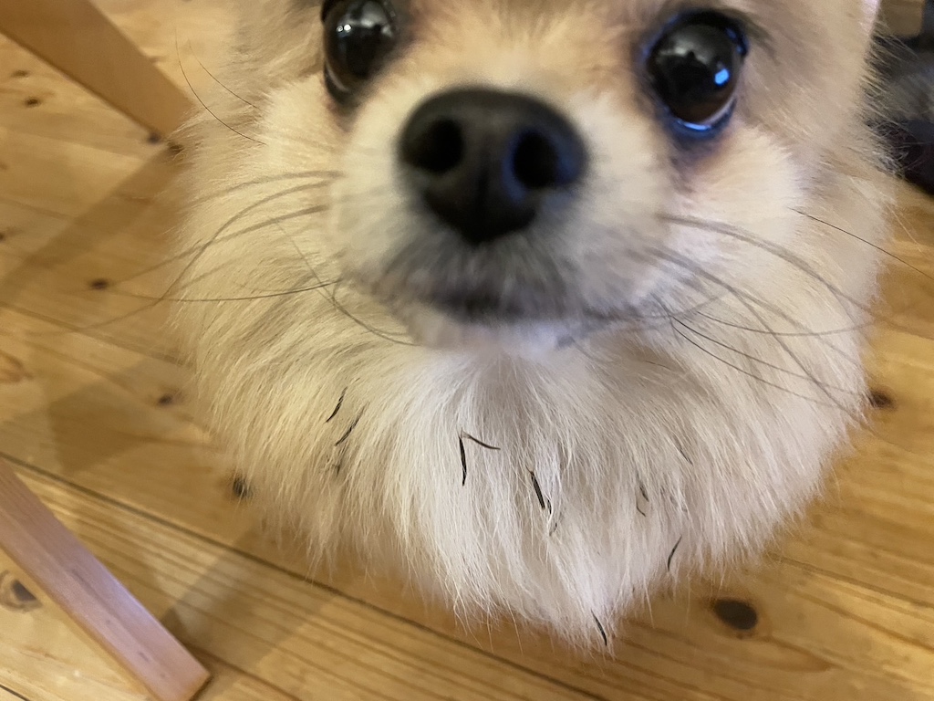 社長の愛犬