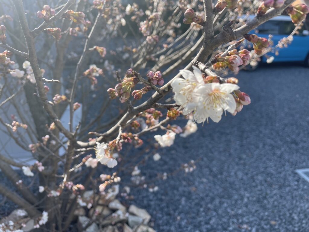 お庭でお花見