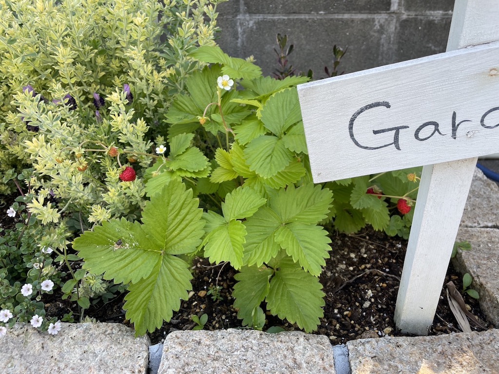 花壇のいちご